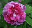 Duchesse de Buccleugh rose photo