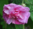 Duchesse de Buccleugh rose photo