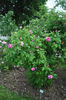 Duchesse de Buccleugh rose photo