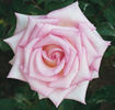 Dr. Bob Harvey rose photo