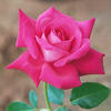 Dublin rose photo