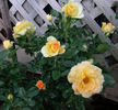 Eureka ™ rose photo