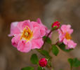 Candy Rose ® rose photo