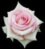 Dr. Bob Harvey rose photo