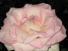 Cajun Sunrise rose photo