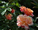 Chateau de Vaumarcus rose photo