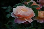 Chateau de Vaumarcus rose photo