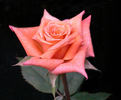 Fancy That rose photo