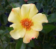 Flutterbye ™ rose photo