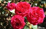 Alecto rose photo