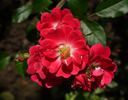 Inge Schubert rose photo