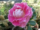 Color Me Pink rose photo