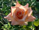 Hollywood Star rose photo