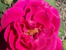 Althea rose photo
