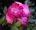 Elfinglo rose photo