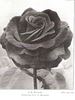 A.K. Williams rose photo