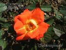 CHEworangemane rose photo