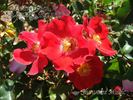 Showmee Music rose photo