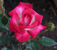 Hilde ™ rose photo