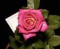 Edisto rose photo