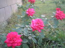 KORmun rose photo