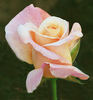 Jema rose photo