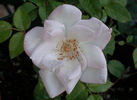 Jennifer rose photo