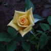 June Laver rose photo