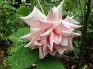 Socrates rose photo