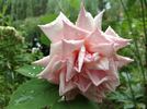 Socrates rose photo