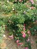 A2201 rose photo