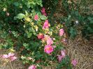 A2201 rose photo