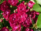 Ilmenau rose photo