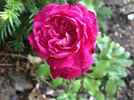 Enchantress (hybrid tea, John Cook rose photo