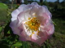Gravin Michel d'Ursel rose photo