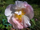 Gravin Michel d'Ursel rose photo