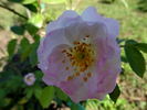 Gravin Michel d'Ursel rose photo