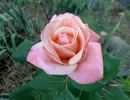 Tiki rose photo