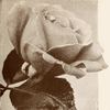 Gaiety rose photo