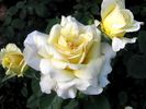 Claudia Cardinale ® rose photo