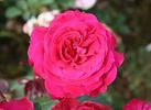Chérie de mon coeur rose photo