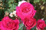 Chérie de mon coeur rose photo