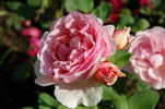 Doris Leuthard rose photo