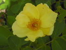 Carefree Sunshine rose photo