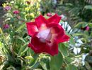 Candella ® rose photo