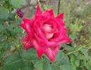 Distant Sounds rose photo