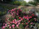 Ralph's Creeper™ rose photo