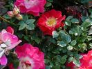Ralph's Creeper™ rose photo