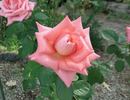Awareness rose photo
