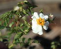 R. Wichurana 'Thornless' rose photo